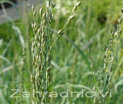 proso - Panicum virgatum 'Heavy Metal'