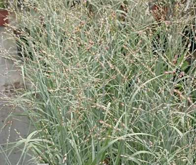 proso - Panicum virgatum 'Heavy Metal'