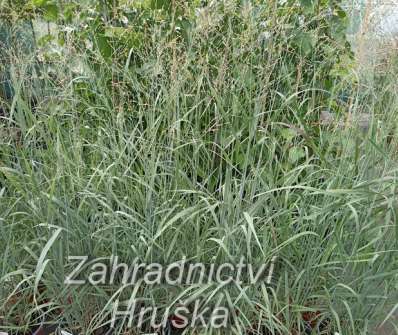 proso - Panicum virgatum 'Heavy Metal'