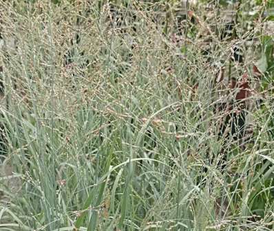 proso - Panicum virgatum 'Heavy Metal'