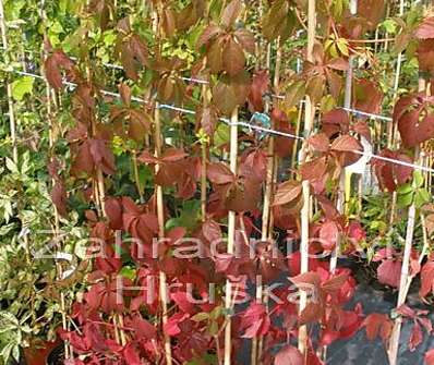 přísavník -  Parthenocissus quinguefolia