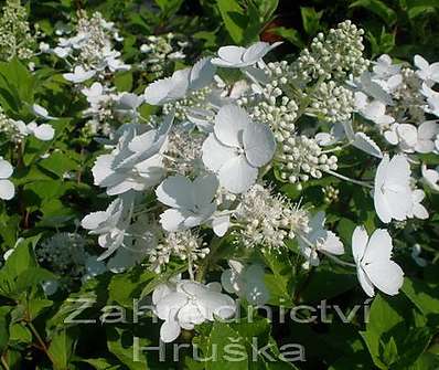 hortenzie - Hydrangea paniculata 'Pink Lady'.