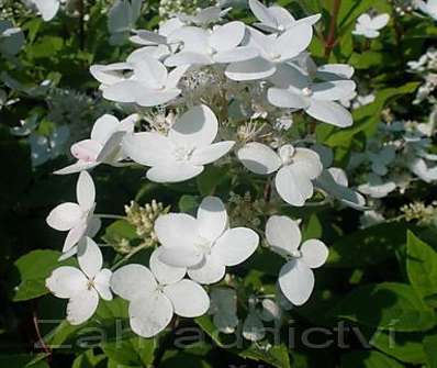 hortenzie - Hydrangea paniculata 'Pink Lady'.