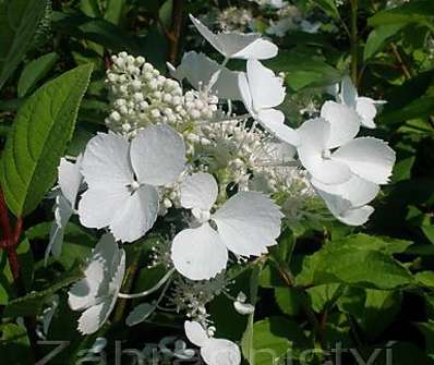 hortenzie - Hydrangea paniculata 'Pink Lady'.