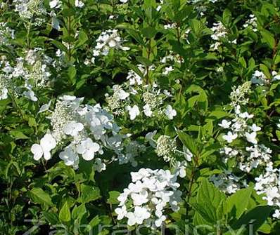 hortenzie - Hydrangea paniculata 'Pink Lady'.