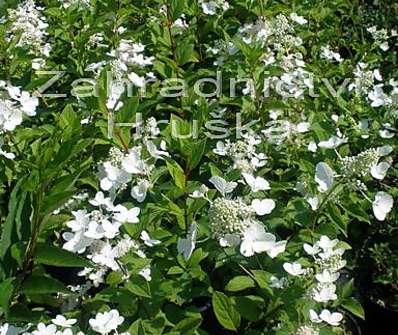 hortenzie - Hydrangea paniculata 'Pink Lady'.