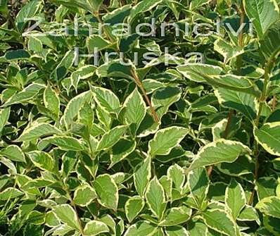 vajgelie - Weigela florida 'Nana Variegata'