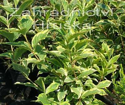 vajgelie - Weigela florida 'Nana Variegata'