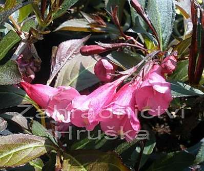 vajgelie - Weigela 'Alexandra'