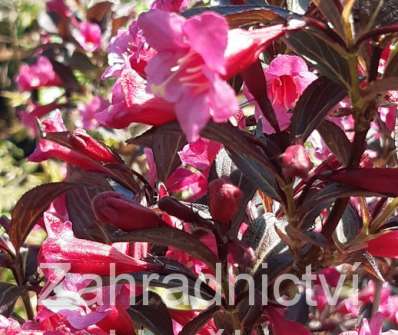 vajgelie - Weigela 'Alexandra'