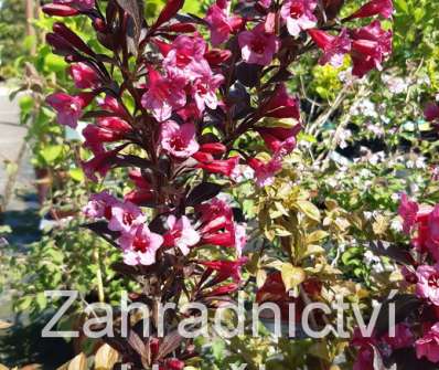 vajgelie - Weigela 'Alexandra'