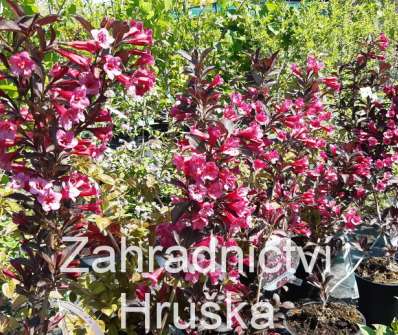 vajgelie - Weigela 'Alexandra'