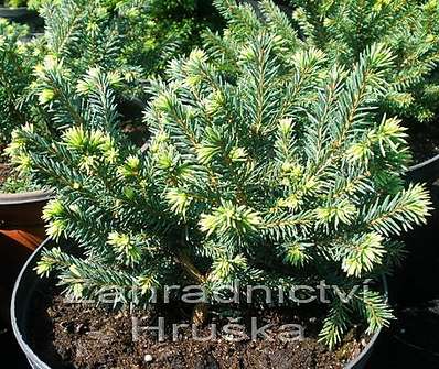 smrk - Picea abies 'Pumila nigra'