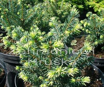 smrk - Picea abies 'Pumila nigra'