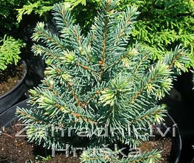 smrk - Picea abies 'Pumila nigra'