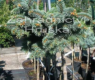 smrk - Picea abies 'Terminal' KM