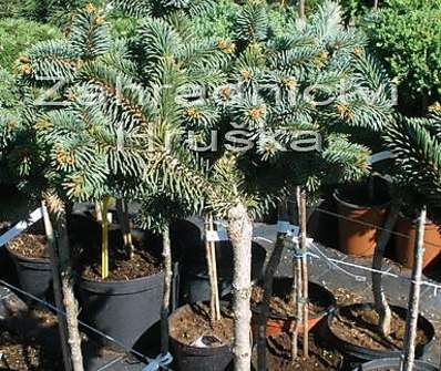 smrk - Picea abies 'Terminal' KM