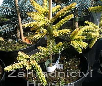 smrk - Picea orientalis 'Aurea Nana'