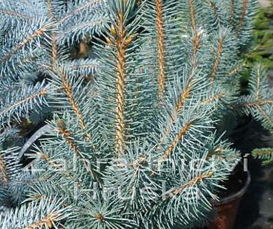 smrk - Picea pungens 'Iseli Fastigiata'.