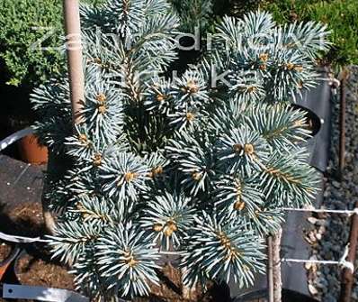 smrk - Picea pungens 'Mšeno' KM