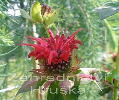 Monarda 'Squaw'