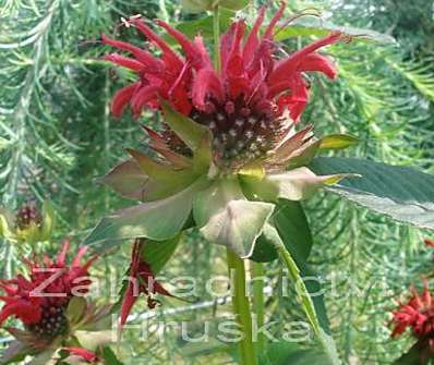 Monarda 'Squaw'