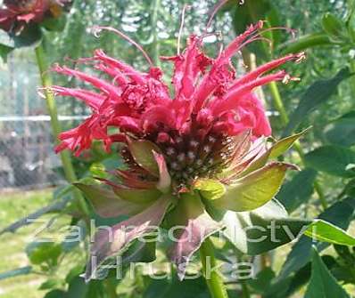 Monarda 'Squaw'