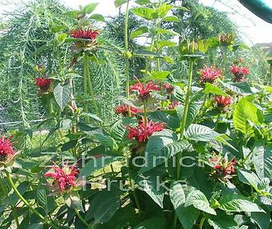 Monarda 'Squaw'