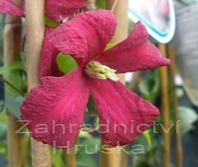 plamének - Clematis 'Madame Julia Correvon'