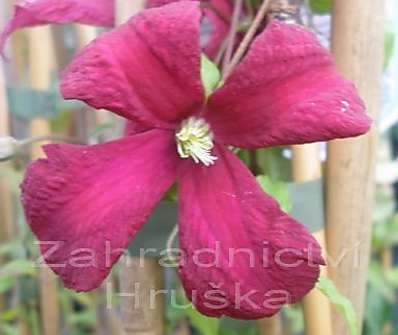 plamének - Clematis 'Madame Julia Correvon'