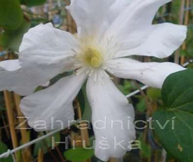 plamének - Clematis 'Roko - kolla'