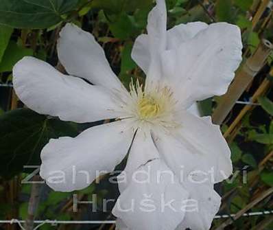 plamének - Clematis 'Roko - kolla'