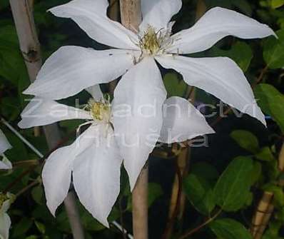 plamének - Clematis 'Roko - kolla'