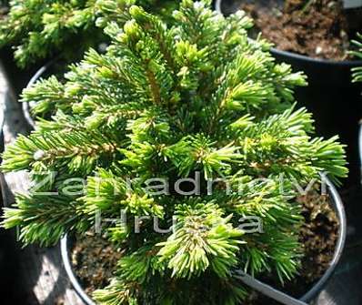 smrk - Picea abies 'Prokopka'.