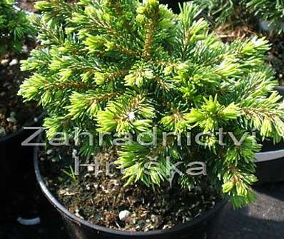 smrk - Picea abies 'Prokopka'.