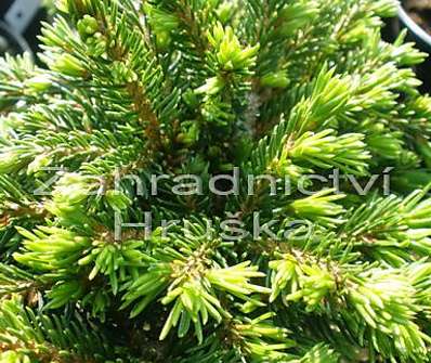 smrk - Picea abies 'Prokopka'.