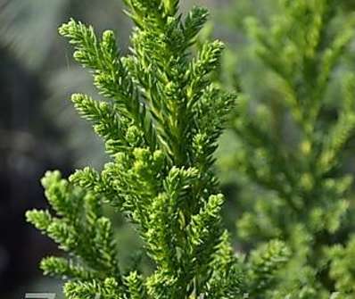 Cryptomeria japonica 'Bandai'