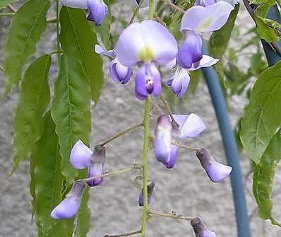 vistárie - Wisteria sinensis 'Violacela Plena'