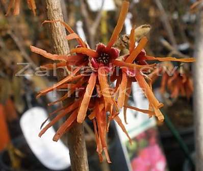 vilín - Hamamelis x intermedia 'Feuer Blaze'