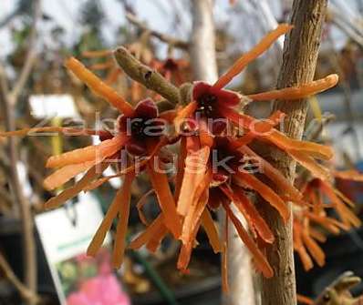 vilín - Hamamelis x intermedia 'Feuer Blaze'