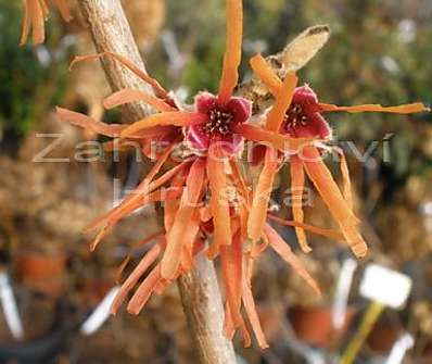 vilín - Hamamelis x intermedia 'Feuer Blaze'