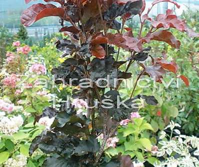 buk - Fagus sylvatica 'Red Obelisk'..