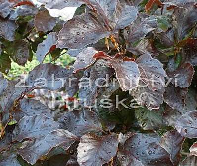 buk - Fagus sylvatica 'Red Obelisk'..