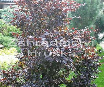 buk - Fagus sylvatica 'Red Obelisk'..