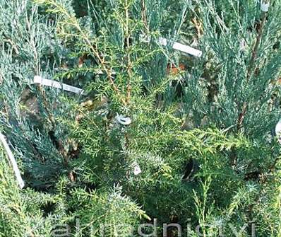 jalovec - Juniperus communis 'Mayer'