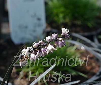 sedoulek - Ophiopogon planiscapus 'Nigerescens'