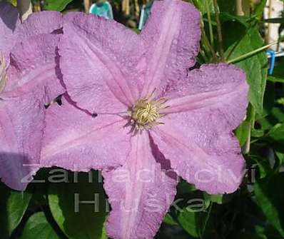 plamének - Clematis 'Danuta'