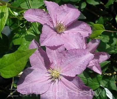 plamének - Clematis 'Danuta'