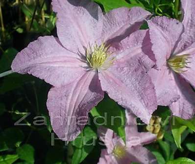 plamének - Clematis 'Danuta'