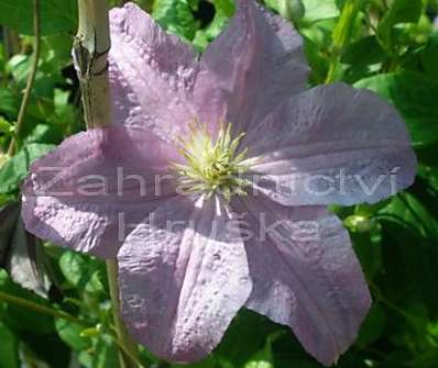 plamének - Clematis 'Danuta'